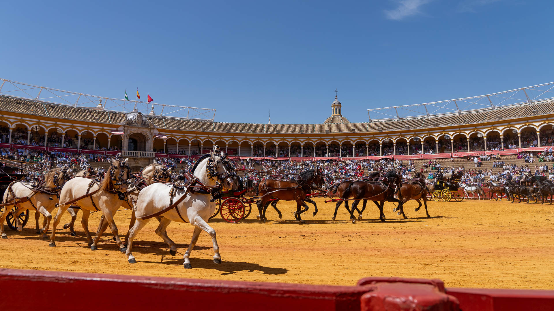 Coches de caballos en el ruedo en la 38ª Exhibición de Enganches en la Plaza de toros de la Real Maestranza de Caballería de Sevilla.